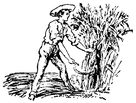 A man harvesting or reaping the wheat by hand